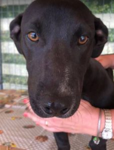 Jonnie a black and white Romanian rescue puppy | 1 Dog at a Time Rescue UK