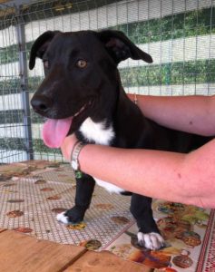 Jonnie a black and white Romanian rescue puppy | 1 Dog at a Time Rescue UK