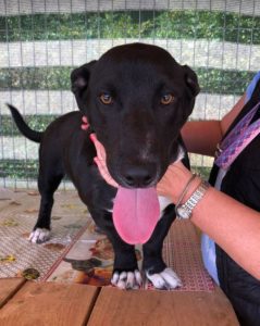 Jonnie a black and white Romanian rescue puppy | 1 Dog at a Time Rescue UK