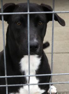 Jonnie a black and white Romanian rescue puppy | 1 Dog at a Time Rescue UK