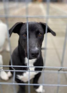 Jonnie a black and white Romanian rescue puppy | 1 Dog at a Time Rescue UK