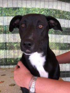 Jonnie a black and white Romanian rescue puppy | 1 Dog at a Time Rescue UK