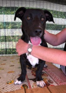 Jonnie a black and white Romanian rescue puppy | 1 Dog at a Time Rescue UK