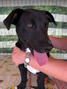 Jonnie a black and white Romanian rescue puppy | 1 Dog at a Time Rescue UK