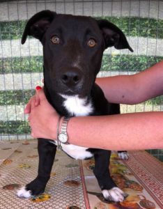 Jonnie a black and white Romanian rescue puppy | 1 Dog at a Time Rescue UK