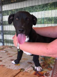 Jonnie a black and white Romanian rescue puppy | 1 Dog at a Time Rescue UK