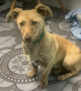 Katie a tan Romanian rescue dog | 1 Dog at a Time Rescue UK