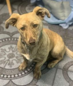 Katie a tan Romanian rescue dog | 1 Dog at a Time Rescue UK