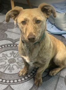 Katie a tan Romanian rescue dog | 1 Dog at a Time Rescue UK