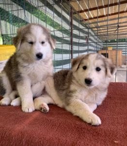 Kayla and Georgia white and grey Romanian rescue puppies | 1 Dog at a Time Rescue UK
