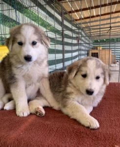 Kayla and Georgia white and grey Romanian rescue puppies | 1 Dog at a Time Rescue UK