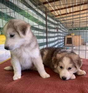 Kayla and Georgia white and grey Romanian rescue puppies | 1 Dog at a Time Rescue UK