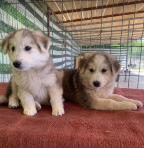 Kayla and Georgia white and grey Romanian rescue puppies | 1 Dog at a Time Rescue UK