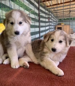 Kayla and Georgia white and grey Romanian rescue puppies | 1 Dog at a Time Rescue UK