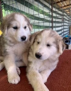 Kayla and Georgia white and grey Romanian rescue puppies | 1 Dog at a Time Rescue UK