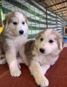 Kayla and Georgia white and grey Romanian rescue puppies | 1 Dog at a Time Rescue UK