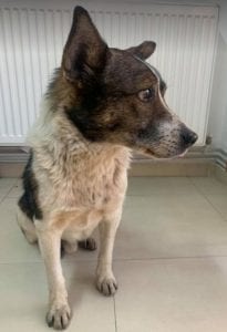 Kenny a white and brown Romanian rescue dog ¦ 1 Dog at a Time Rescue UK