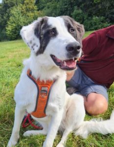 Lena a white and grey Romanian rescue dog | 1 Dog at a Time Rescue UK