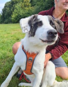 Lena a white and grey Romanian rescue dog | 1 Dog at a Time Rescue UK