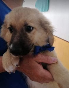 Lewis a faun coloured Romanian rescue puppy | 1 Dog at a Time Rescue UK