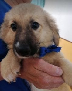 Lewis a faun coloured Romanian rescue puppy | 1 Dog at a Time Rescue UK