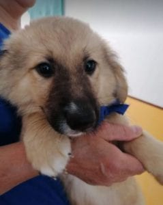 Lewis a faun coloured Romanian rescue puppy | 1 Dog at a Time Rescue UK