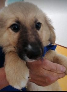 Lewis a faun coloured Romanian rescue puppy | 1 Dog at a Time Rescue UK