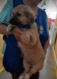 Lewis a faun coloured Romanian rescue puppy | 1 Dog at a Time Rescue UK