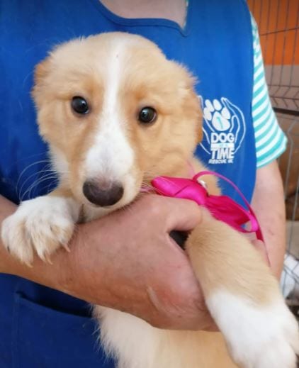 Libby a faun coloured Romanian rescue puppy 8_1 Dog at a Time Rescue UK