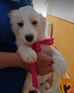 Lola a cream coloured Romanian rescue puppy | 1 Dog at a Time Rescue Uk