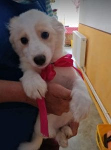 Lola a cream coloured Romanian rescue puppy | 1 Dog at a Time Rescue Uk