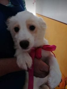 Lola a cream coloured Romanian rescue puppy | 1 Dog at a Time Rescue Uk