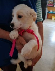 Lola a cream coloured Romanian rescue puppy | 1 Dog at a Time Rescue Uk