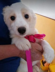Lola a cream coloured Romanian rescue puppy | 1 Dog at a Time Rescue Uk