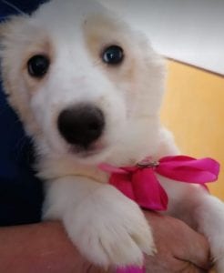 Lola a cream coloured Romanian rescue puppy | 1 Dog at a Time Rescue Uk