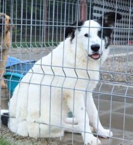 Lucy a black and white Romanian rescue dog | 1 Dog at a Time Rescue UK