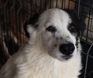 Lucy a black and white Romanian rescue dog | 1 Dog at a Time Rescue UK