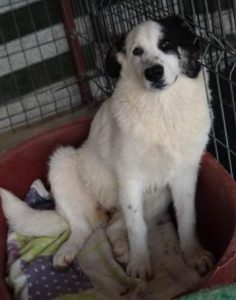 Lucy a black and white Romanian rescue dog | 1 Dog at a Time Rescue UK