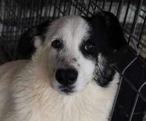 Lucy a black and white Romanian rescue dog | 1 Dog at a Time Rescue UK