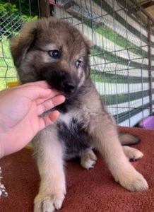 Luna a faun Romanian rescue puppy | 1 Dog at a Time Rescue UK