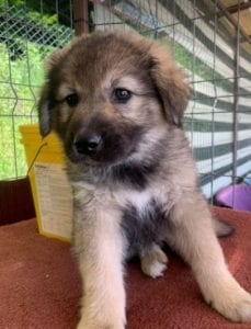 Luna a faun Romanian rescue puppy | 1 Dog at a Time Rescue UK