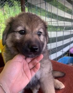 Luna a faun Romanian rescue puppy | 1 Dog at a Time Rescue UK