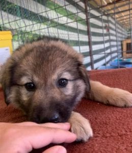 Luna a faun Romanian rescue puppy | 1 Dog at a Time Rescue UK