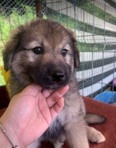 Luna a faun Romanian rescue puppy | 1 Dog at a Time Rescue UK