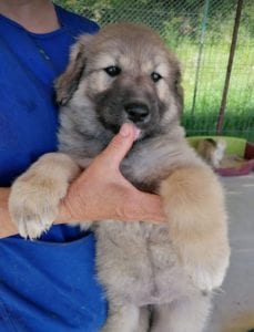 Luna a faun Romanian rescue puppy | 1 Dog at a Time Rescue UK