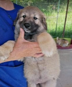 Luna a faun Romanian rescue puppy | 1 Dog at a Time Rescue UK