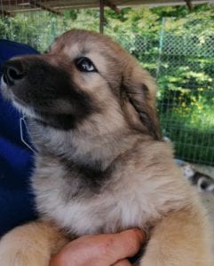 Luna a faun Romanian rescue puppy | 1 Dog at a Time Rescue UK