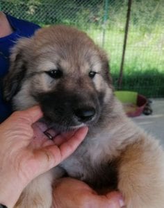 Luna a faun Romanian rescue puppy | 1 Dog at a Time Rescue UK