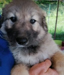 Luna a faun Romanian rescue puppy | 1 Dog at a Time Rescue UK