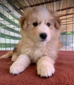 Marley a white and faun Romanian rescue puppy | 1 Dog at a Time Rescue UK